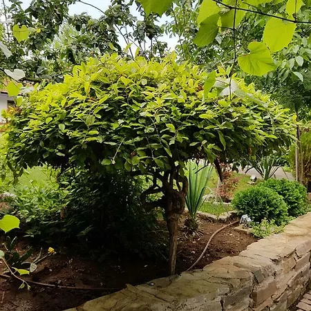 بيت ضيافة Staliovata House *